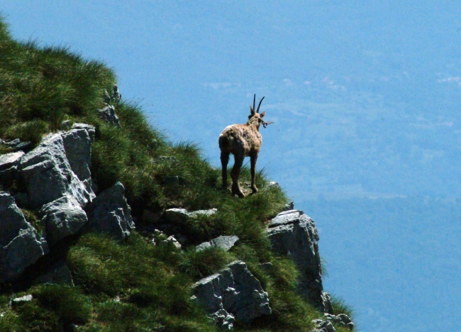 Camoscio d''Abruzzo Rupicapra pyrenaica ornata